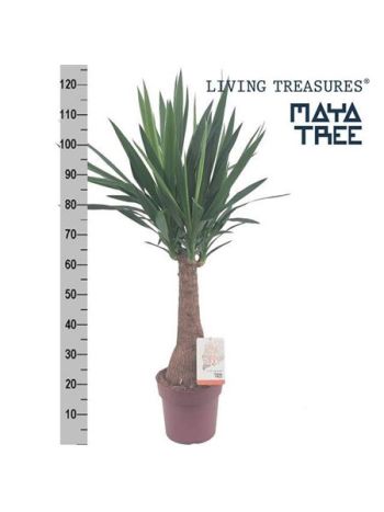 YUCCA INCA TREE