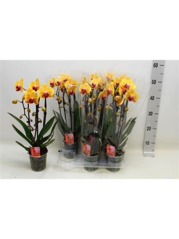 PHAL 2 ÁG SOLID GOLD