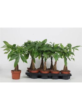 PACHIRA AQUATICA