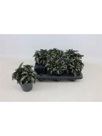 PILEA SPR SILV TREE