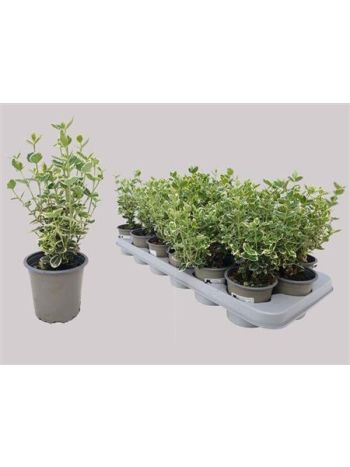 EUONYMUS F EM GAIETY