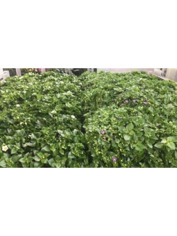 EXACUM MIX