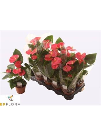 ANTHU AN ARISA PINK