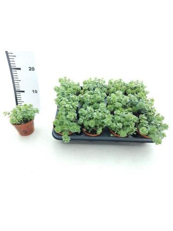 SEDUM SI MEDIOVARIEG
