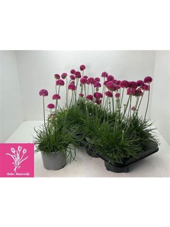 ARME MAR ARMADA ROSE