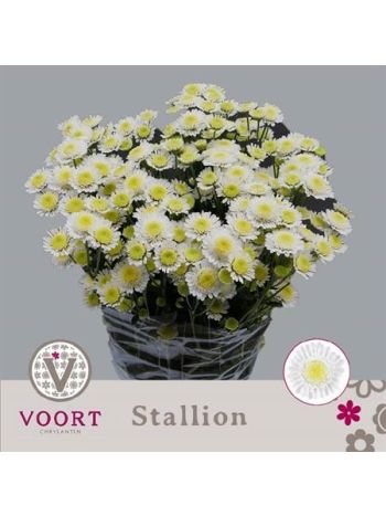 CHR T  F. STALLION