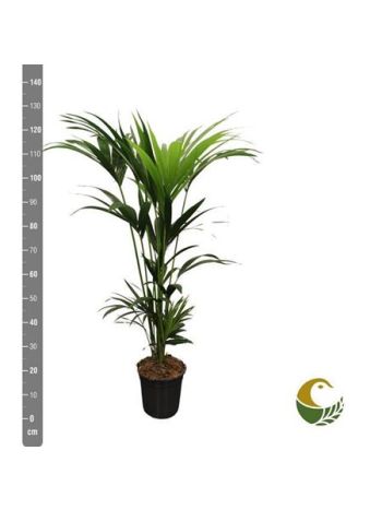HOWEA FORSTERIANA