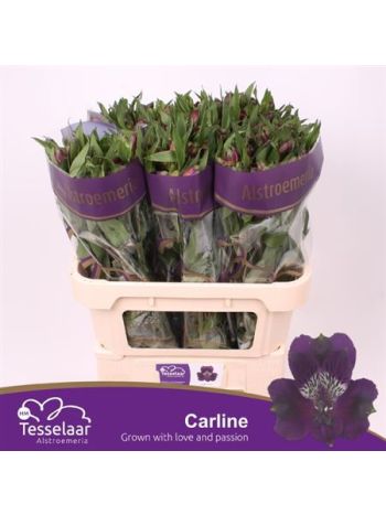 ALSTR CARLINE