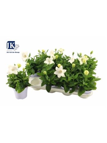 PLATYCO GR ASTRA WHI