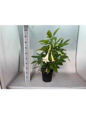 BRUGMANSIA ANGYALTROMBITA