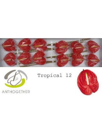 ANTH A TROPICAL *12