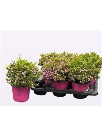 BORONIA CRENULATA