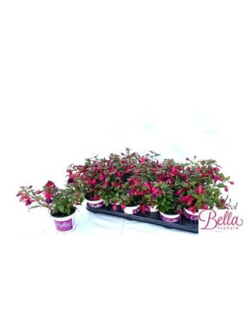 FUCHSIA B F SOILA