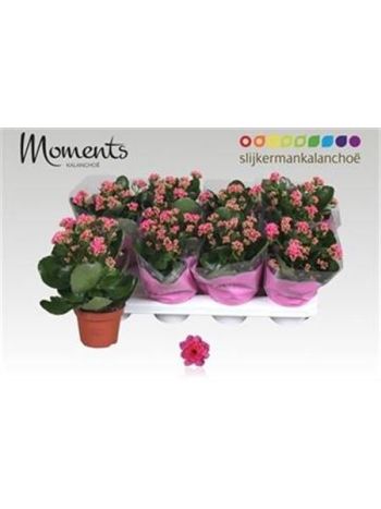 KAL ROSALIE SERENITY PINK