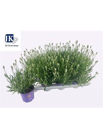 LAVAN IN EDELWEISS