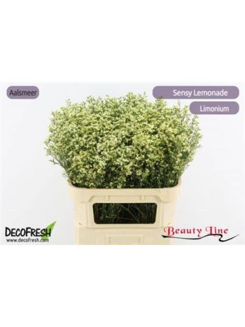 LIM SIN SEN LEMONADE 80CM