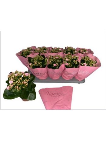 KAL ROSALIE PERFECTA ROSA