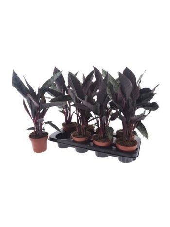 APOBALLIS ACUMINATISSIMA