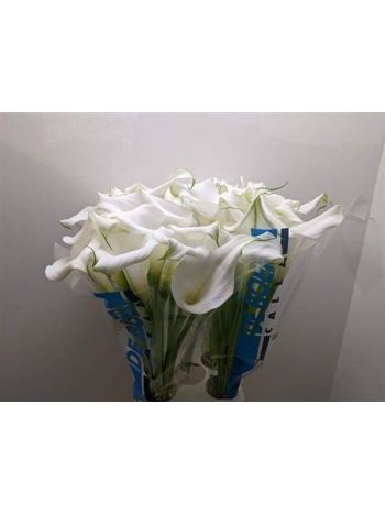 ZANT CAPT VENTURA 80CM - %