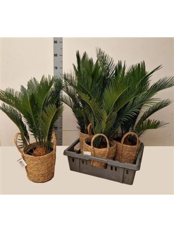CYCAS REVOLUTA