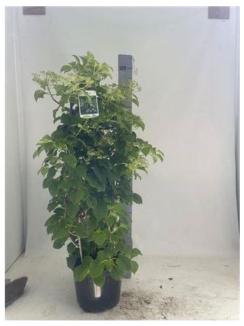 HYDR ANOM PETIOLARIS