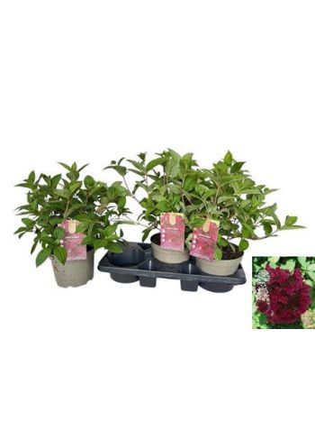 HYDR PANICULATA RED