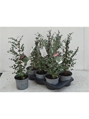 EUCAL GUNNII