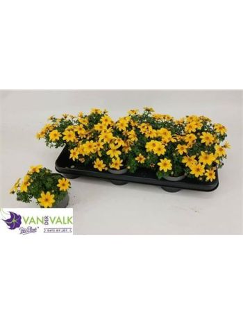 BID YELLOW CHARM