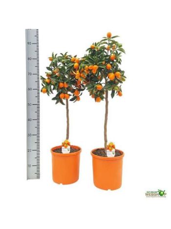 CITRUS KUMQAT
