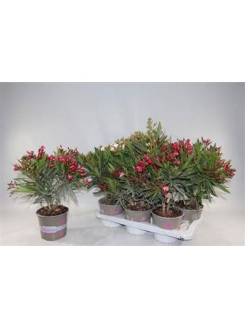 NERIUM OLEANDER OV