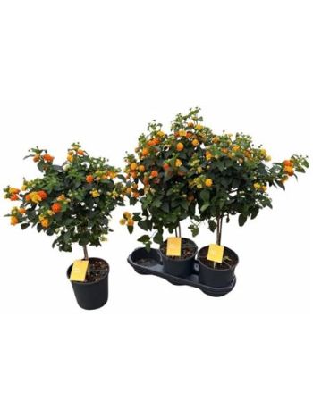 LANT CAM SIM ORANGE