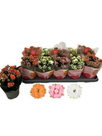 KAL QUEEN MIX *10