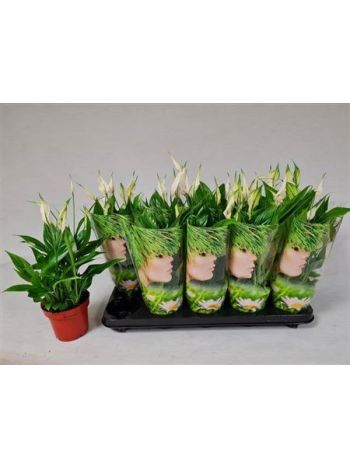 SPATH KORTO