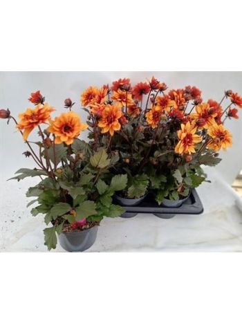 DAHL D LAB GR ORANGE