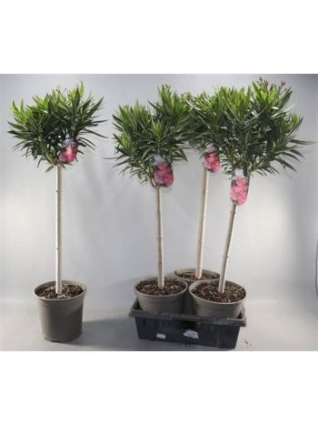 NERIUM OLEANDER TÖRZSES
