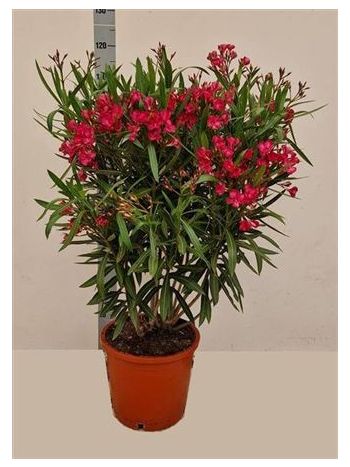 NERI OLEANDER