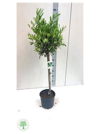 OLEA EUROPAEA