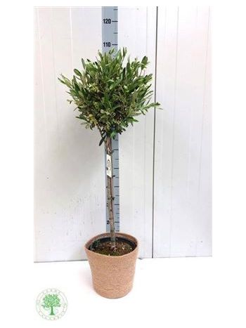 OLEA EUROPAEA KOSARAS