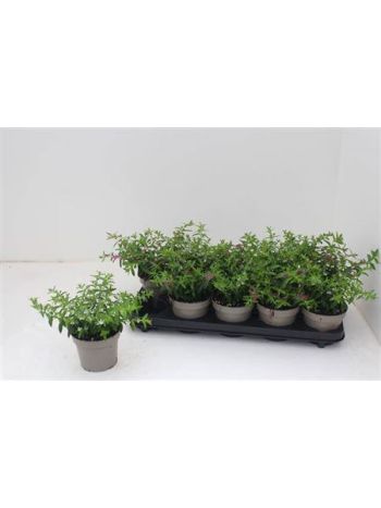 CUPH HYSSOPIFOLIA