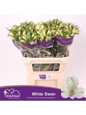 ALSTR WHITE SWAN
