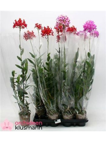 EPID PINK