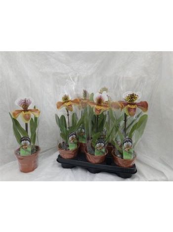 PAPH AMERIKA HYB GEM