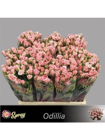 R TR ODILIA 60CM