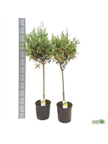 OLEA EUROPAEA