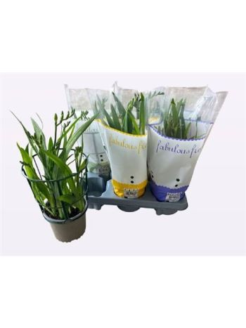 FREESIA