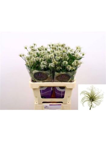 CLEM AMAZING KIBO 60CM