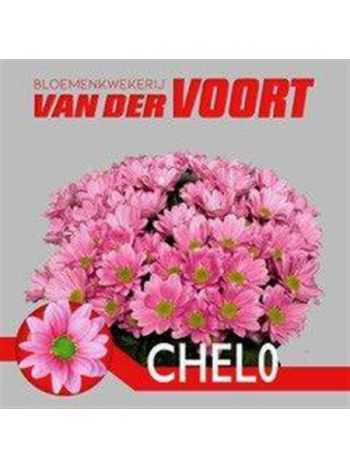 CHR T CHELO