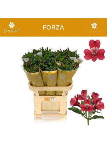 ALSTR FORZA