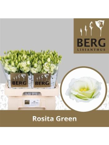 EUS G ROSI GREEN