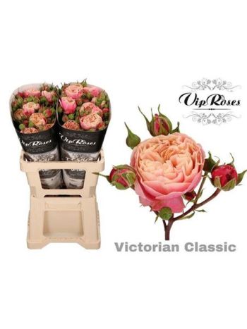 R TR  VICTOR CLASSIC@ 60CM